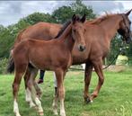 Sportveulen te koop, Dieren en Toebehoren, Paarden, Springpaard, Gechipt, Niet van toepassing, 0 tot 2 jaar