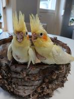 Jonge valkparkieten om handtam te maken, Dieren en Toebehoren, Vogels | Parkieten en Papegaaien, Meerdere dieren, Parkiet, Geringd