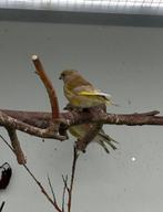 Groenvinken 2025, Dieren en Toebehoren, Vogels | Overige Vogels, Geringd