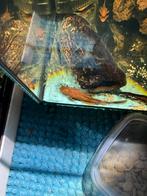 Algeneter mannetie LDA  12centimeter, Dieren en Toebehoren, Vissen | Aquariumvissen, Overige typen, Zoetwatervis