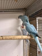 Halsbanden :  2 blauwe opalinen poppen. Prijs per stuk, Vrouwelijk, Parkiet, Geringd