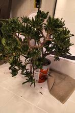 Prachtige zeer grote crassula gollum/horn tree (japans), Huis en Inrichting, Kamerplanten, Ophalen