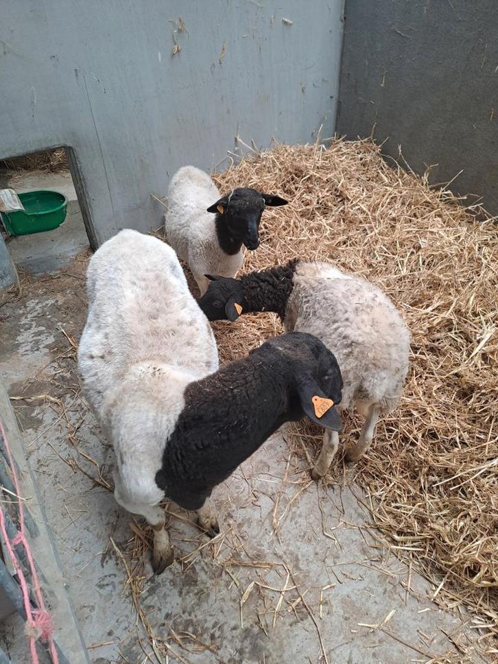 Dorper ooi met 2 ooilammers, Dieren en Toebehoren, Schapen, Geiten en Varkens, Schaap, Vrouwelijk, 0 tot 2 jaar