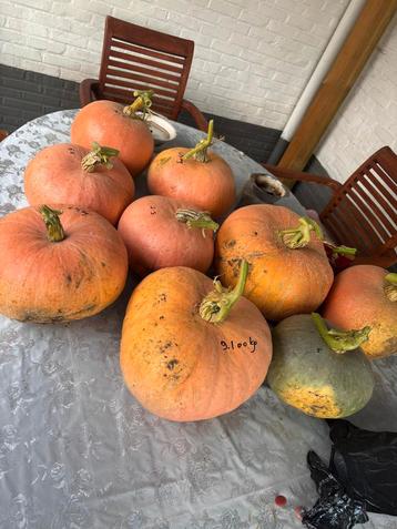 Pompoenen uit eigen tuin beschikbaar voor biedingen