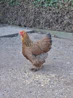 Brahma groothoen, Dieren en Toebehoren, Meerdere dieren