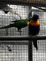 Lori van de blauwe bergen, Geslacht onbekend, Dwergpapegaai of Agapornis