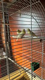 Jonge kanaries 2025, Dieren en Toebehoren, Vogels | Kanaries, Mannelijk, Zangkanarie