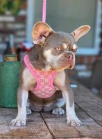Franse bulldog pup isabella tan(teefje), Dieren en Toebehoren, België, 15 weken tot 1 jaar, CDV (hondenziekte), Bulldog