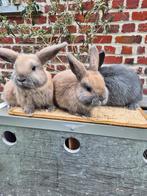 Nederlandse hangoordwergen voedsters, Dieren en Toebehoren, Konijnen, Vrouwelijk, Dwerg, Hangoor, 0 tot 2 jaar