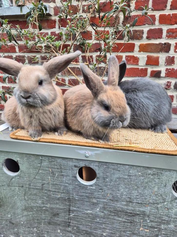 Nederlandse hangoordwergen voedsters, Dieren en Toebehoren, Konijnen, Dwerg, Vrouwelijk, 0 tot 2 jaar, Hangoor