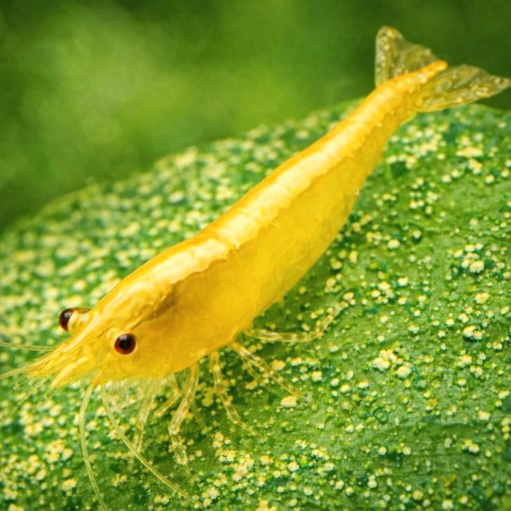 Gele garnalen met streep (Golden Stripe Yellow), Animaux & Accessoires, Reptiles & Amphibiens | Accessoires, Comme neuf, Enlèvement