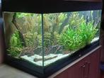 Volledig ingericht aquarium Juwel 300L, Dieren en Toebehoren, Ophalen, Gebruikt, Gevuld zoetwateraquarium