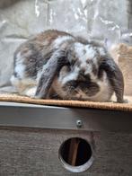 Nederlandse hangoordwerg voedster Isabella bont, Dieren en Toebehoren, Konijnen, Vrouwelijk, Klein, Hangoor, 0 tot 2 jaar