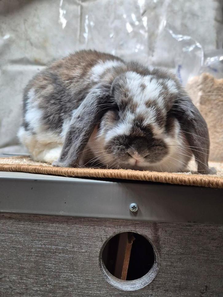 Nederlandse hangoordwerg voedster Isabella bont, Dieren en Toebehoren, Konijnen, Klein, Vrouwelijk, 0 tot 2 jaar, Hangoor