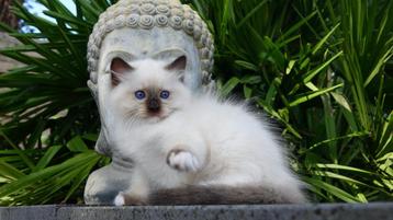 Prachtige seal mitted Ragdoll kitten uit toplijnen !! beschikbaar voor biedingen