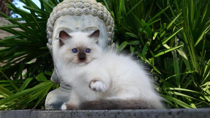 Prachtige seal mitted Ragdoll kitten uit toplijnen !!, Dieren en Toebehoren, Katten en Kittens | Raskatten | Langhaar, Kater, 0 tot 2 jaar