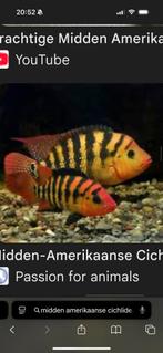 MOOI VOLWASSEN MIDDEN AMERKAANS CICHLIDEN KOPPEL GEZOCHT!!, Dieren en Toebehoren