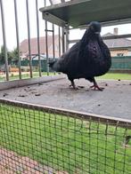 Canario kropper doffer, Dieren en Toebehoren, Vogels | Duiven, Kropper