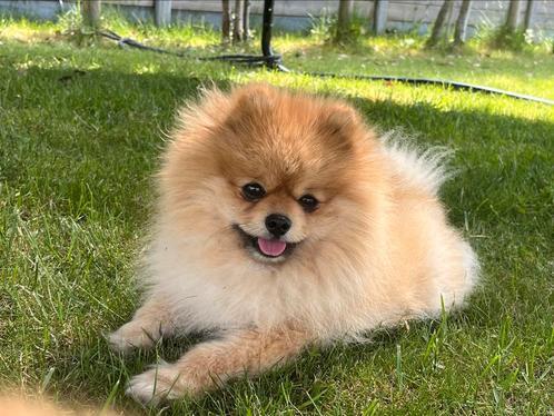 ERVAREN Dekreu Pomeranian met stamboom ->Niet te koop !!!, Dieren en Toebehoren, Honden | Poolhonden, Keeshonden en Oertypen, Reu