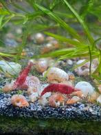 Neocaridina vuurgarnaal, Dieren en Toebehoren