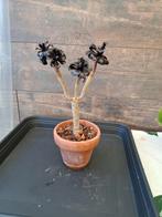 Aeonium arboreum ‘Zwartkop’ / ‘Schwarzkopf’ nr 30, Ophalen