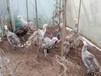 jonge kalkoenen, Dieren en Toebehoren, Pluimvee