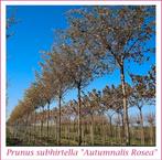 Cerisiers d'ornement, Haute Tige, "Atumnalis Rosea",  35€/pc, Autres espèces, Hiver, Plein soleil, Enlèvement