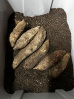 Yacon en Yacon planten, Tuin en Terras, Ophalen