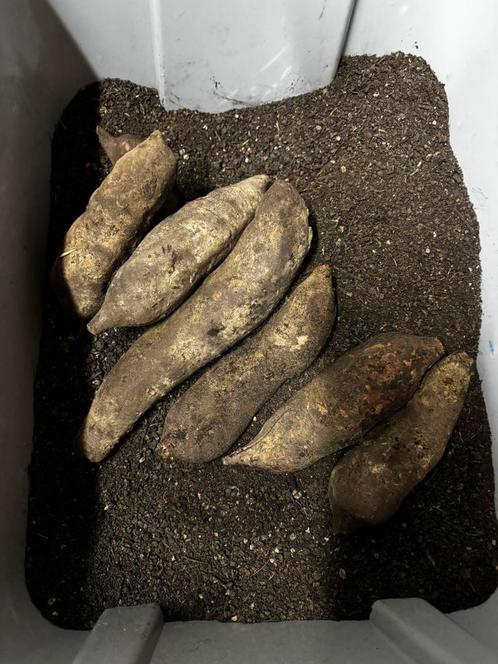 Yacon en Yacon planten, Tuin en Terras, Planten | Tuinplanten, Ophalen