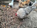 Antwerpse baardkriel haan, Dieren en Toebehoren, Pluimvee, Mannelijk, Kip