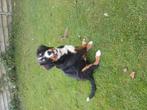 Lieve pup