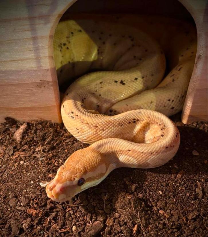 Ball python, Dieren en Toebehoren, Reptielen en Amfibieën, Slang, 7 tot 10 jaar, Tam