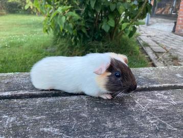 2 gladhaar cavia zeugjes beschikbaar voor biedingen