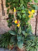 Canna Cleopatra, Ophalen