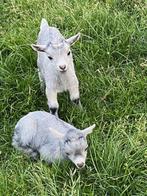 Blauwschimmel dwerggeitjes, Dieren en Toebehoren, Mannelijk, Geit, 0 tot 2 jaar
