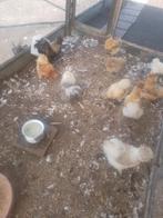 Broedeieren en kuikens van zijdehoentjes ( zijdehoen ), Dieren en Toebehoren, Pluimvee, Geslacht onbekend, Kip