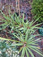 Winterharde Yucca, Overige soorten, Volle zon, Vaste plant, Ophalen of Verzenden