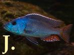 Malawi cichliden, Nimbochromis fuscotaeniatus, Vis, Zoetwatervis