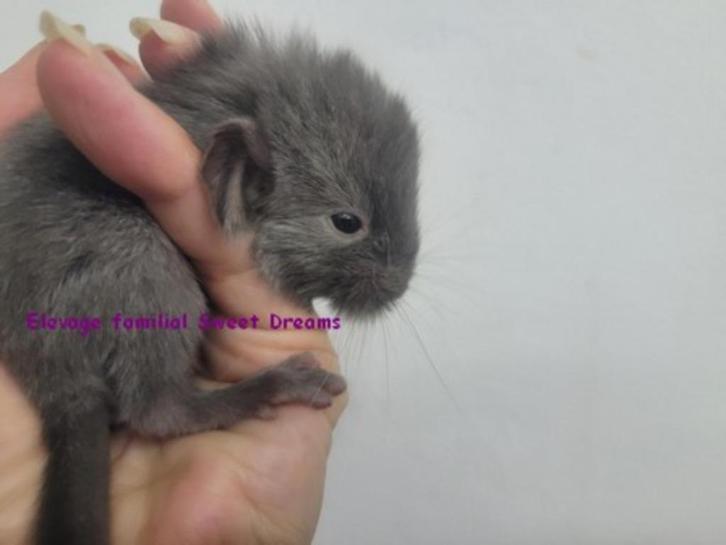 Duo bb chinchillas frères chocolat homo et hetero rares, Dieren en Toebehoren, Knaagdieren, Mannelijk, Chinchilla, Augustus, Tam