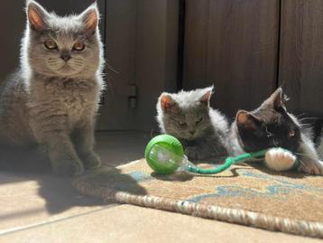 Britse korthaar kittens, Dieren en Toebehoren, Katten en Kittens | Raskatten | Korthaar, Meerdere dieren, Gechipt, 0 tot 2 jaar