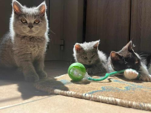 Britse korthaar kittens, Dieren en Toebehoren, Katten en Kittens | Raskatten | Korthaar, Meerdere dieren, 0 tot 2 jaar, Gechipt
