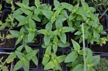 Monarda, Tuin en Terras, Planten | Tuinplanten, Ophalen, Zomer, Vaste plant, Volle zon