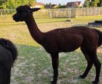 Donkerbruine alpaca, Dieren en Toebehoren, Overige Dieren, Juni, Mannelijk