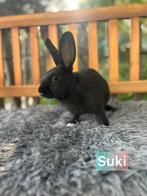 TER ADOPTIE voedster, Dieren en Toebehoren, Vrouwelijk, Middelgroot, 0 tot 2 jaar