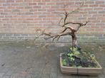 Bonsai Japanse esdoorn (Acer), Tuin en Terras, Ophalen of Verzenden