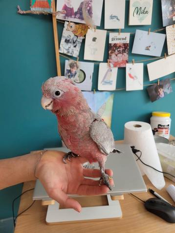 Handtame rose kaketoe beschikbaar voor biedingen