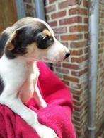 Boerenfox pups, Dieren en Toebehoren, Honden | Jack Russells en Terriërs, België, Fokker | Hobbymatig, Overige rassen, CDV (hondenziekte)