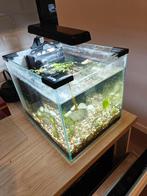 Aquarium à crevettes Nano, Enlèvement