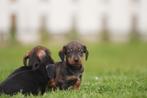 Ruwharige dwergteckel, CDV (hondenziekte), Meerdere, 8 tot 15 weken, Meerdere dieren