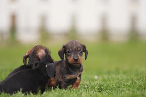 Teckel nain à poil dur, Animaux & Accessoires, Chiens | Teckels & Bassets, Plusieurs animaux, Poils durs, Nain, Éleveur | Professionnel